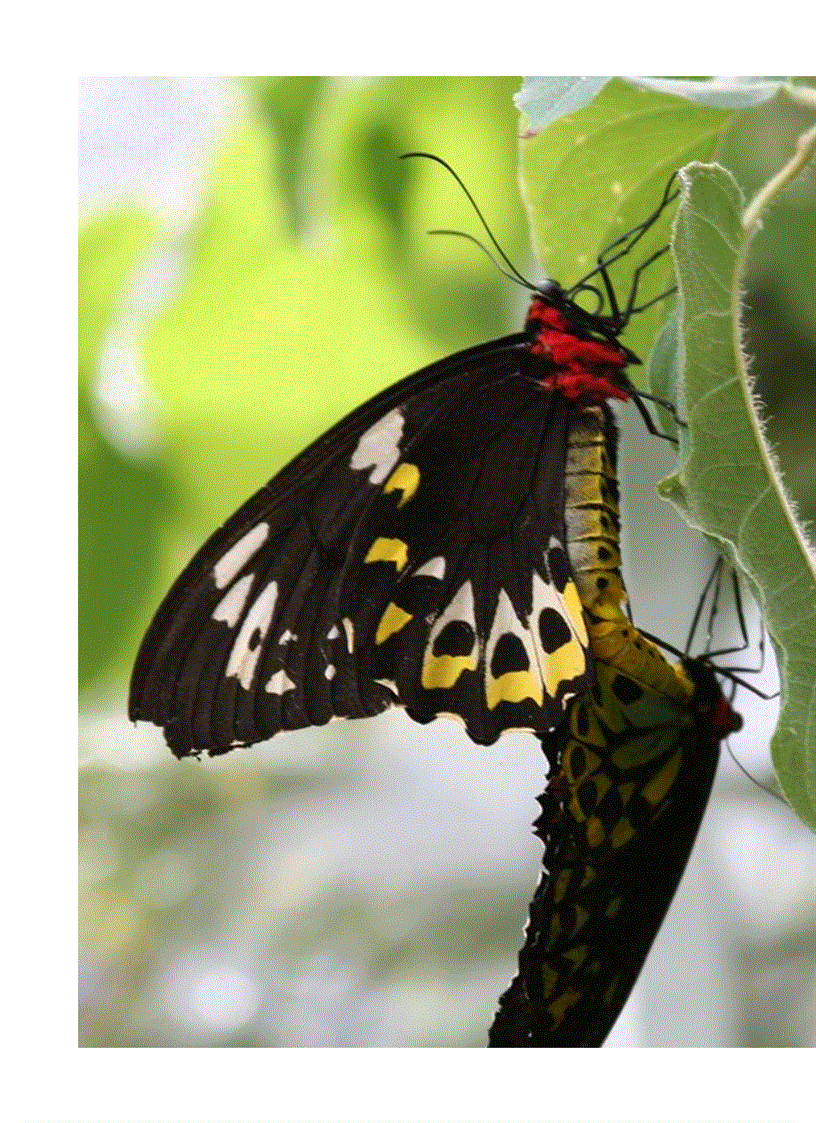 image for page Hình về các loài bướm