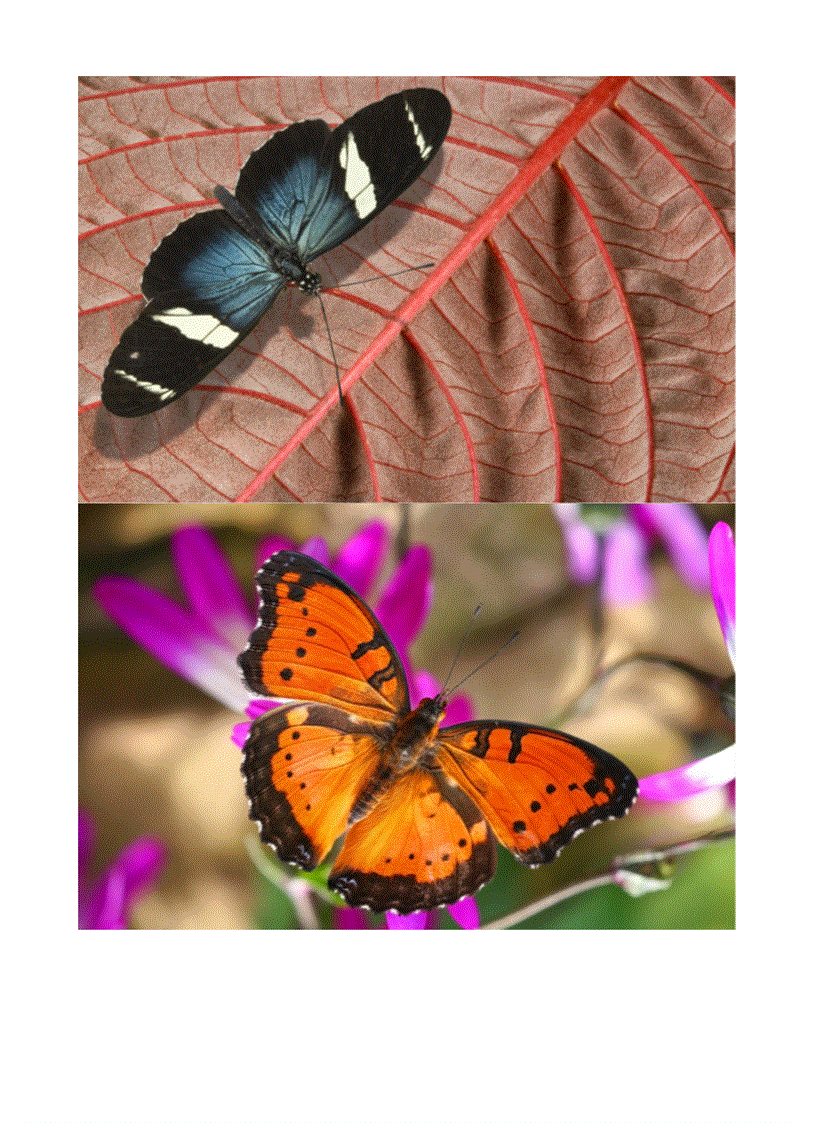 image for page Hình về các loài bướm