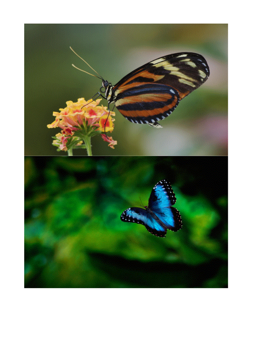 image for page Hình về các loài bướm