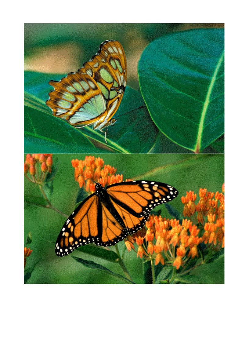 image for page Hình về các loài bướm