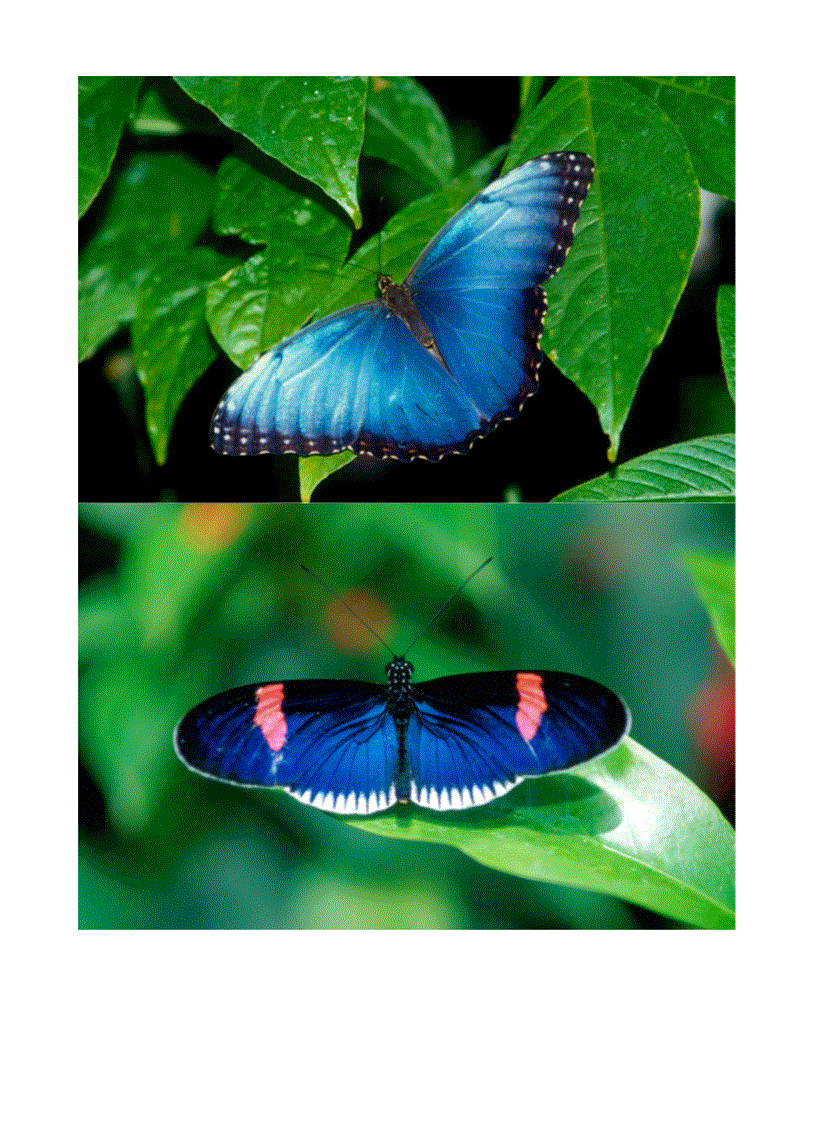 image for page Hình về các loài bướm