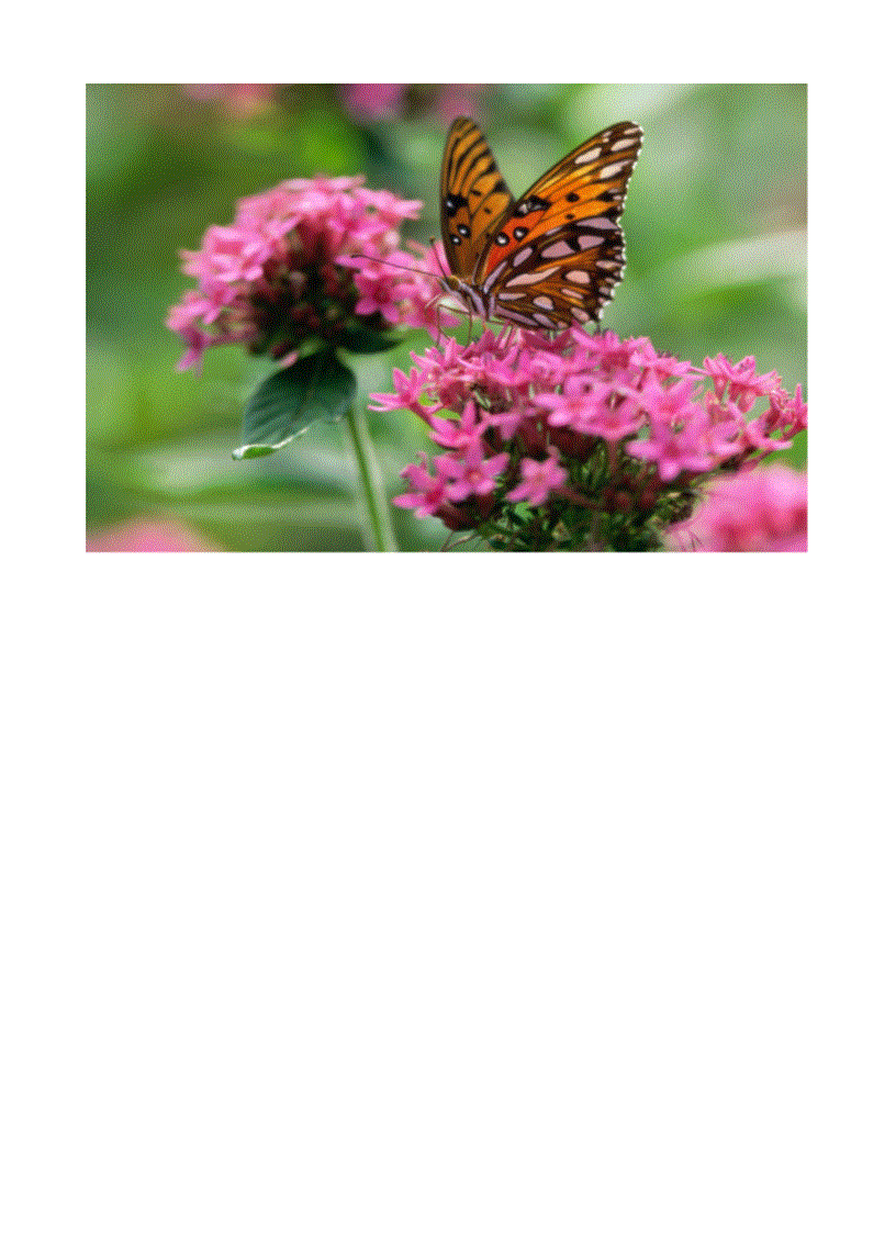 image for page Hình về các loài bướm