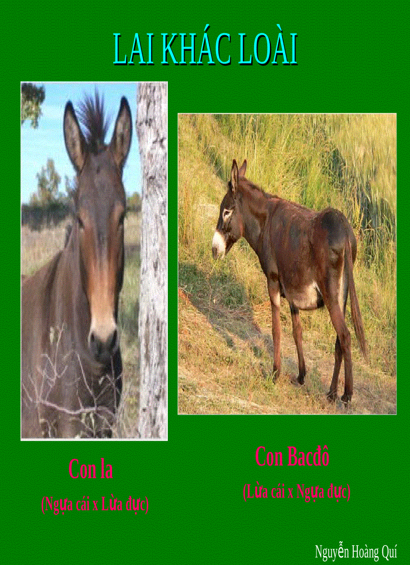 image for page Lai khác loài