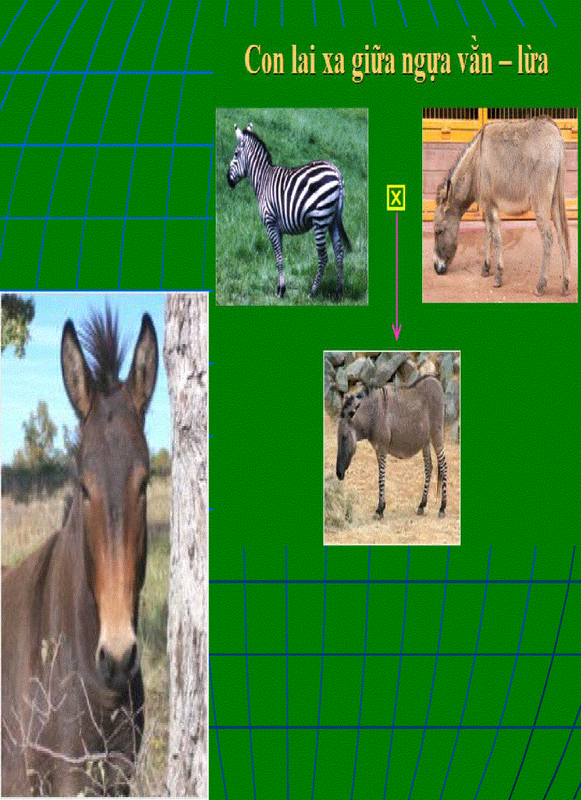 image for page Lai khác loài