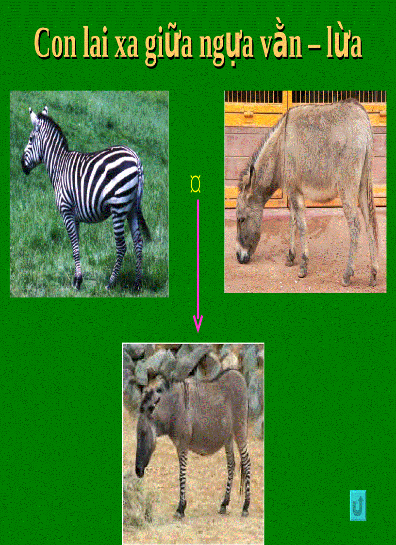 image for page Lai khác loài