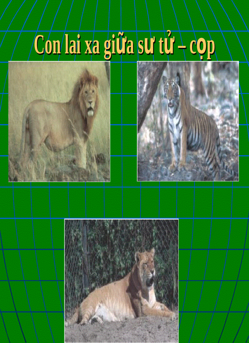 image for page Lai khác loài