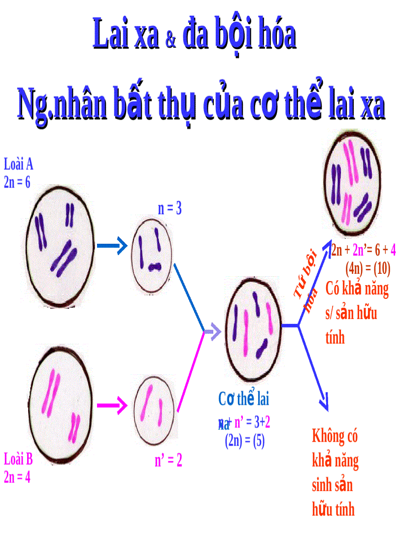 image for page Lai khác loài