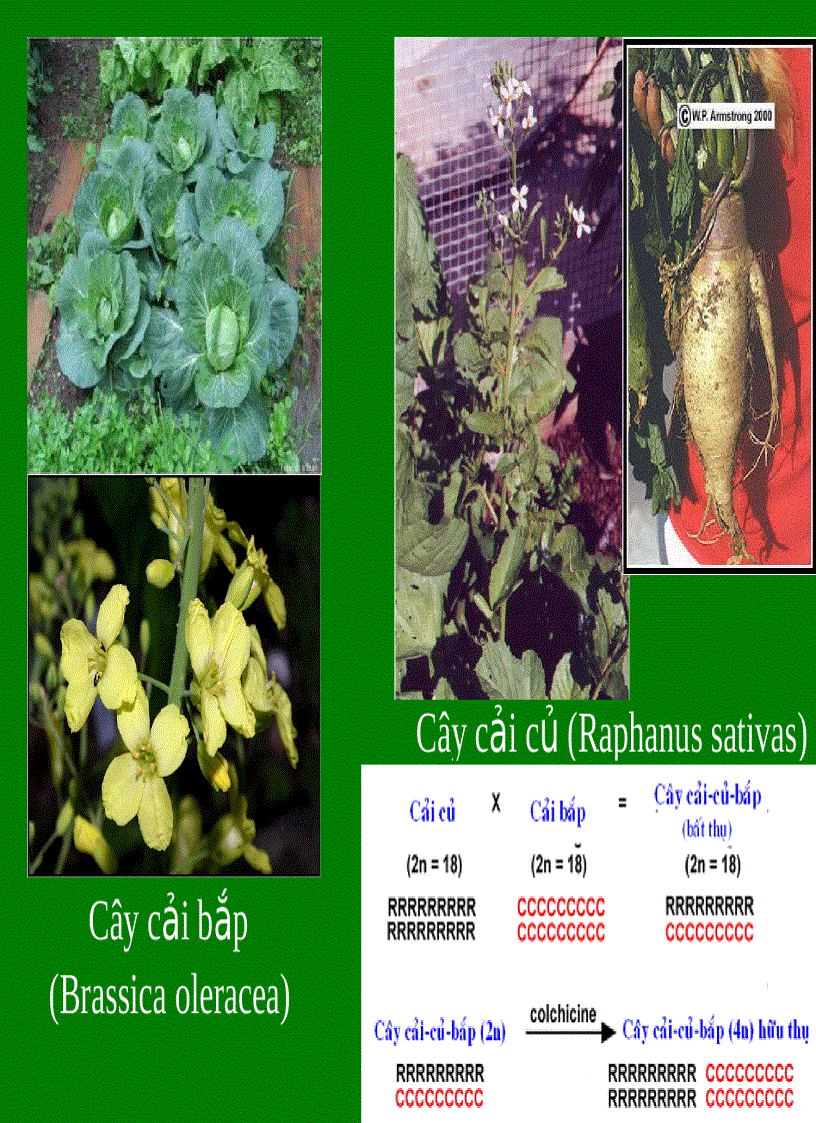 image for page Lai khác loài