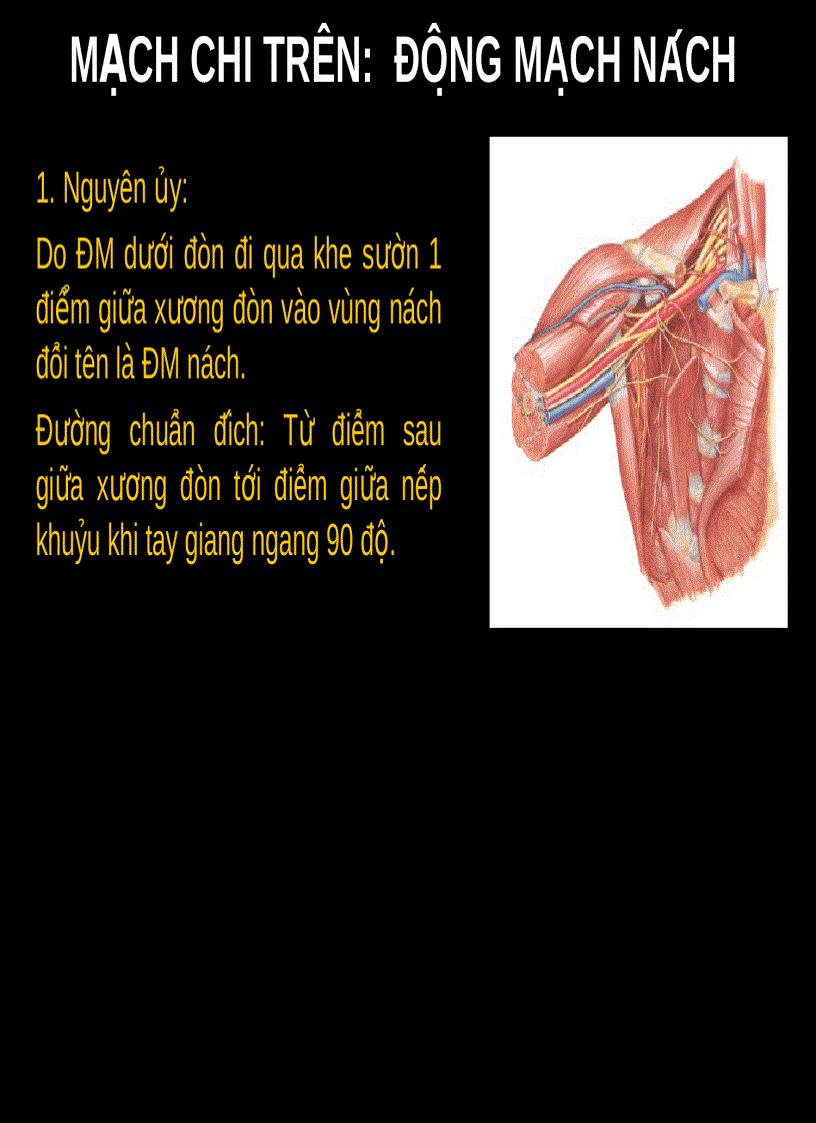 image for page Mạch chi trên