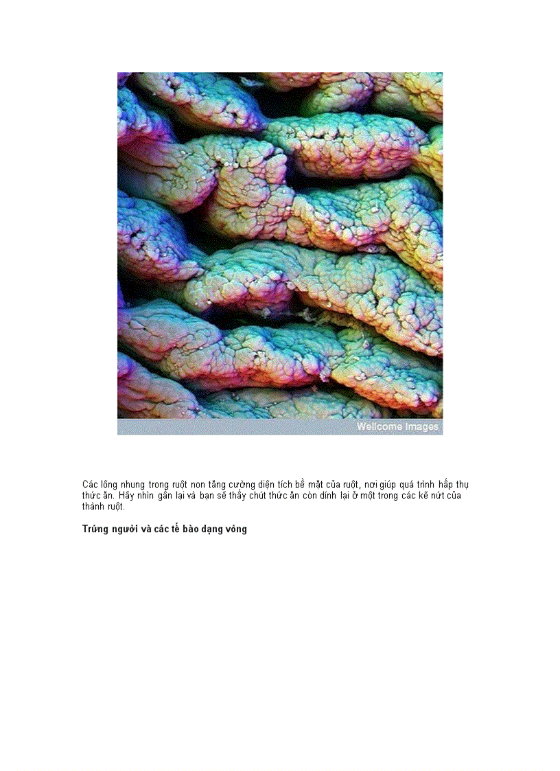 image for page Những hình ảnh bất ngờ về cơ thể người