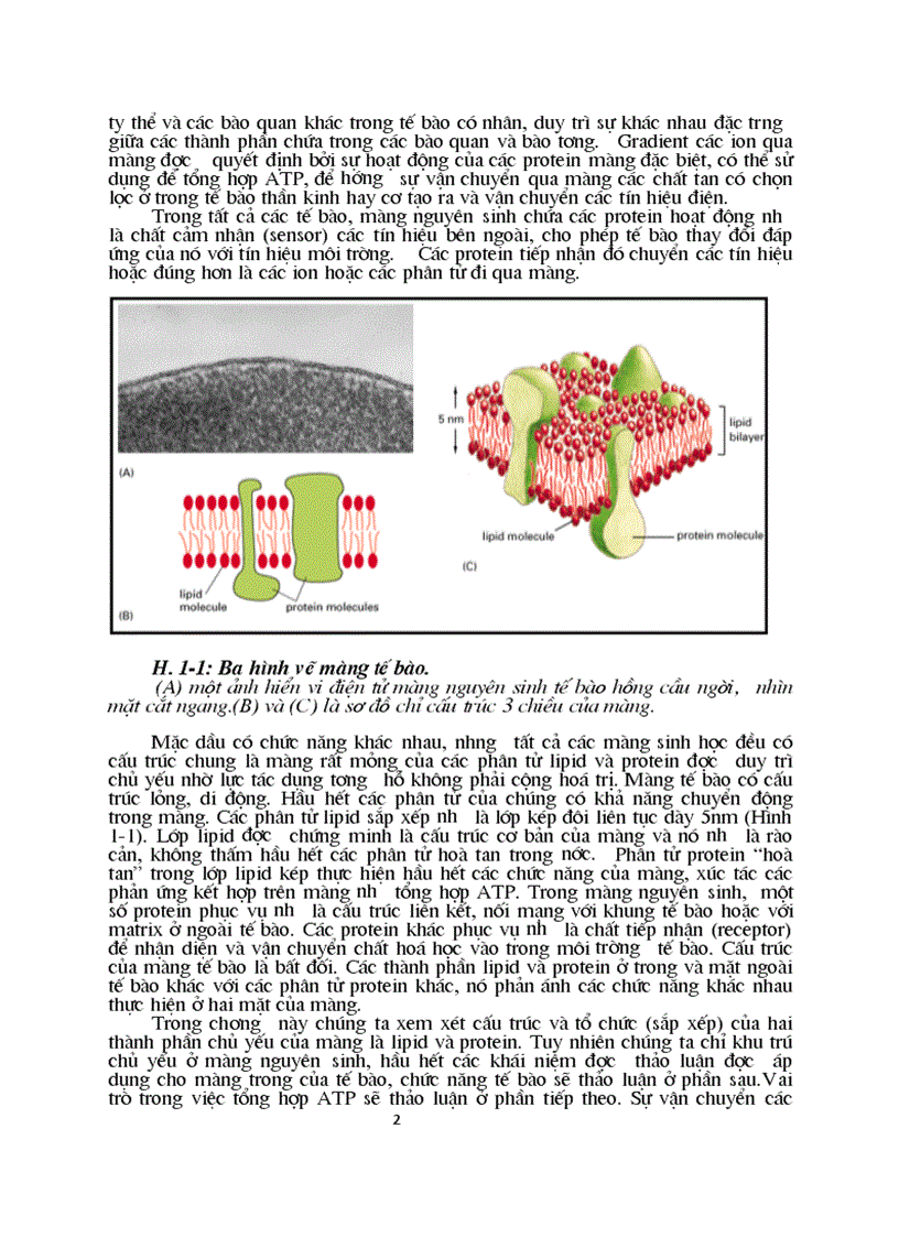 image for page Sinh hoc phan tu mang te bao ch17