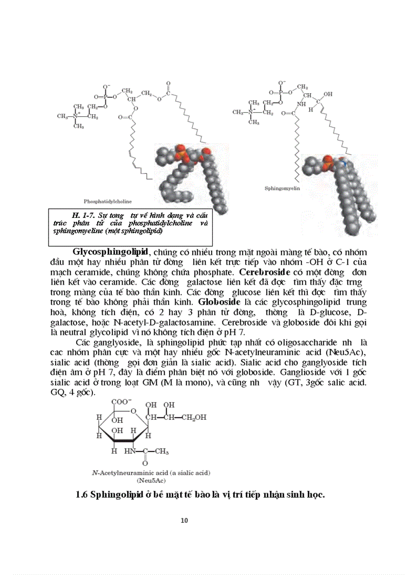 image for page Sinh hoc phan tu mang te bao ch17