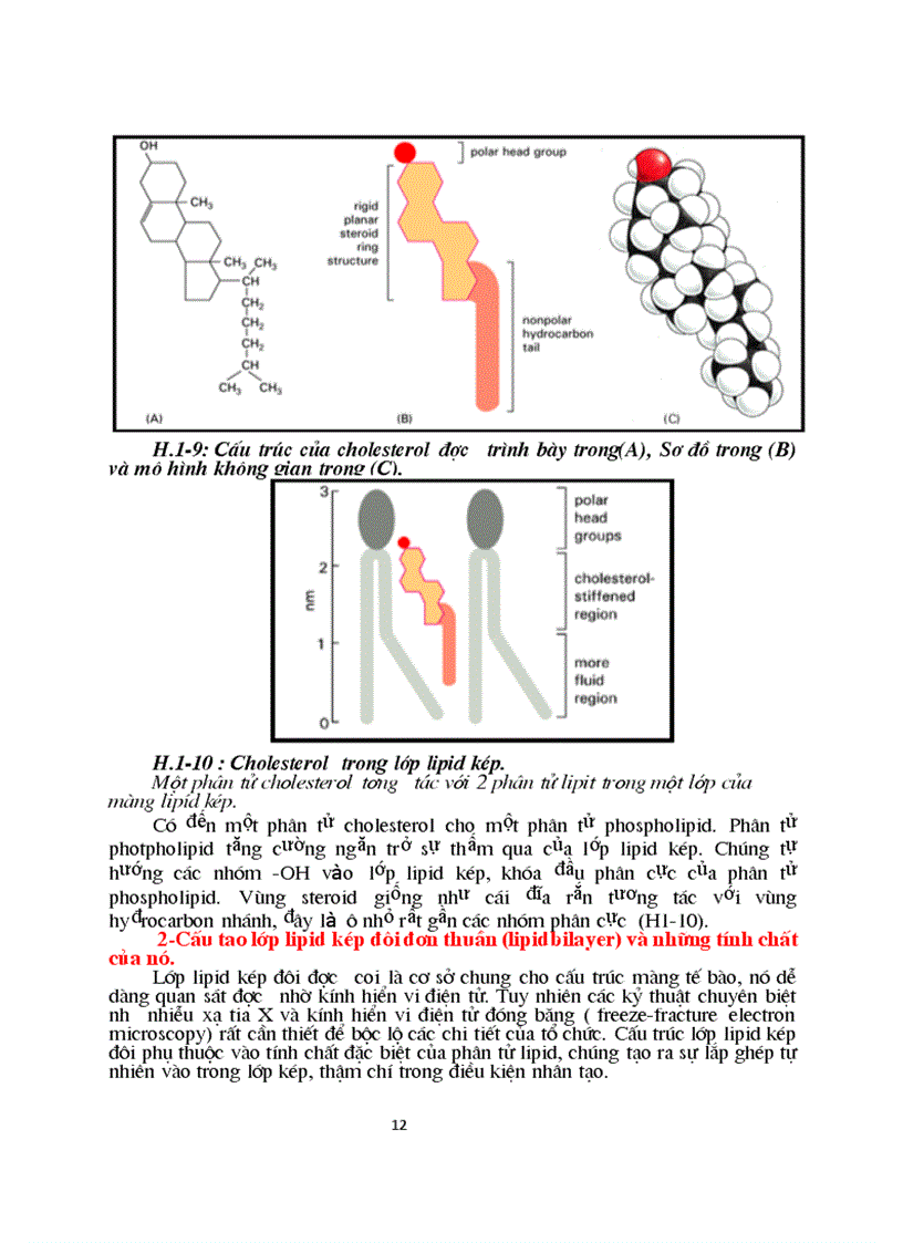 image for page Sinh hoc phan tu mang te bao ch17