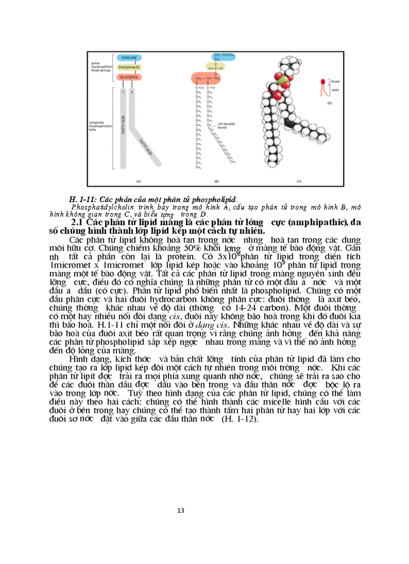 image for page Sinh hoc phan tu mang te bao ch17