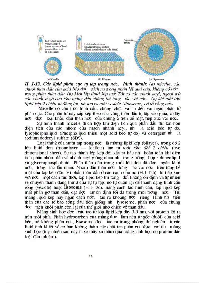 image for page Sinh hoc phan tu mang te bao ch17