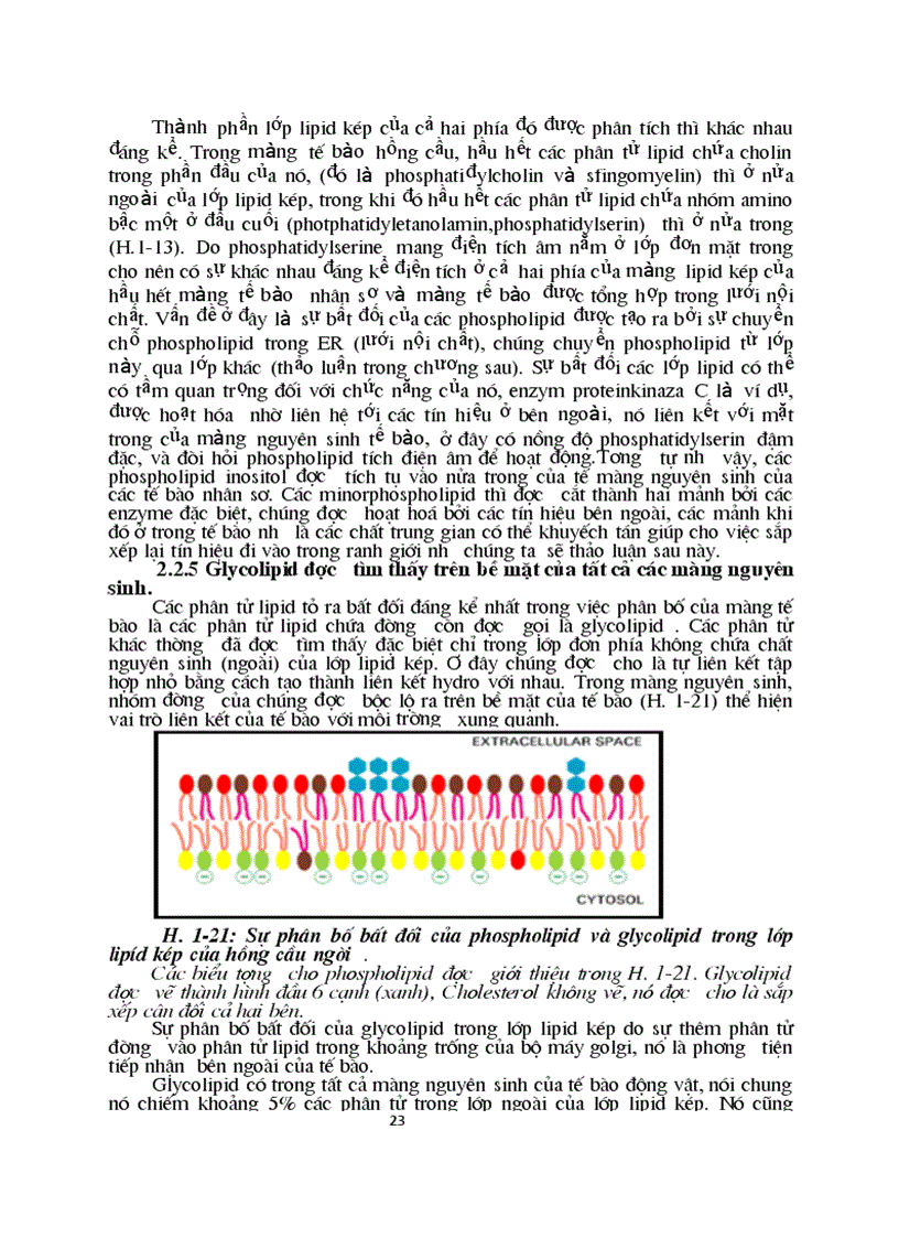 image for page Sinh hoc phan tu mang te bao ch17