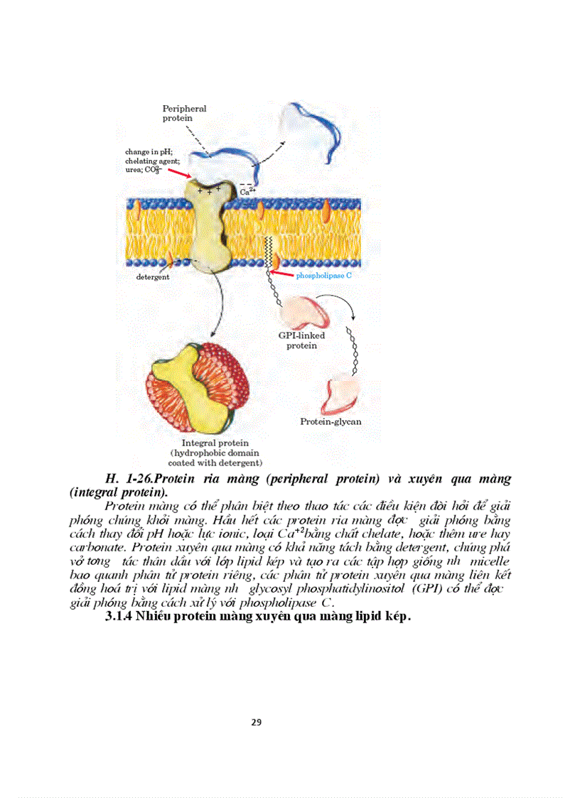 image for page Sinh hoc phan tu mang te bao ch17