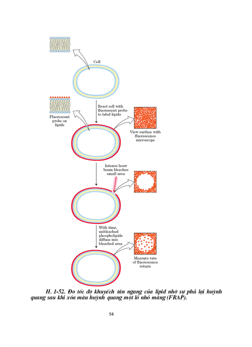 image for page Sinh hoc phan tu mang te bao ch17