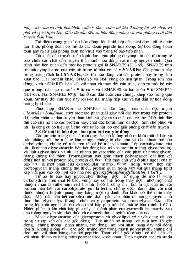 image for page Sinh hoc phan tu mang te bao ch17