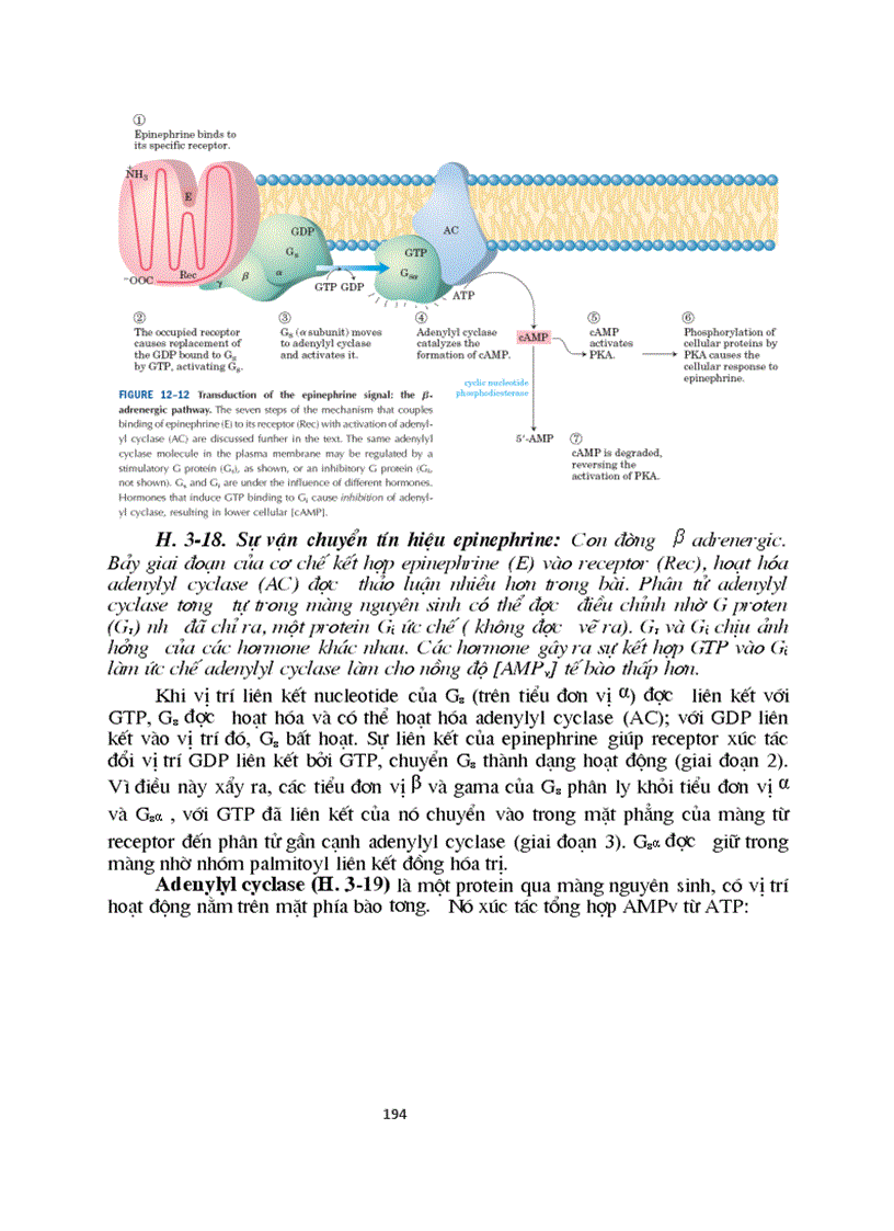 image for page Sinh hoc phan tu mang te bao ch17