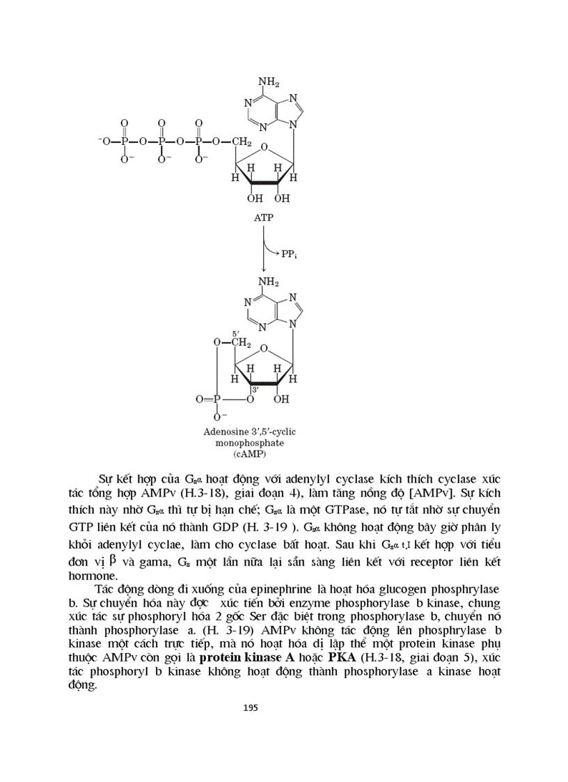 image for page Sinh hoc phan tu mang te bao ch17