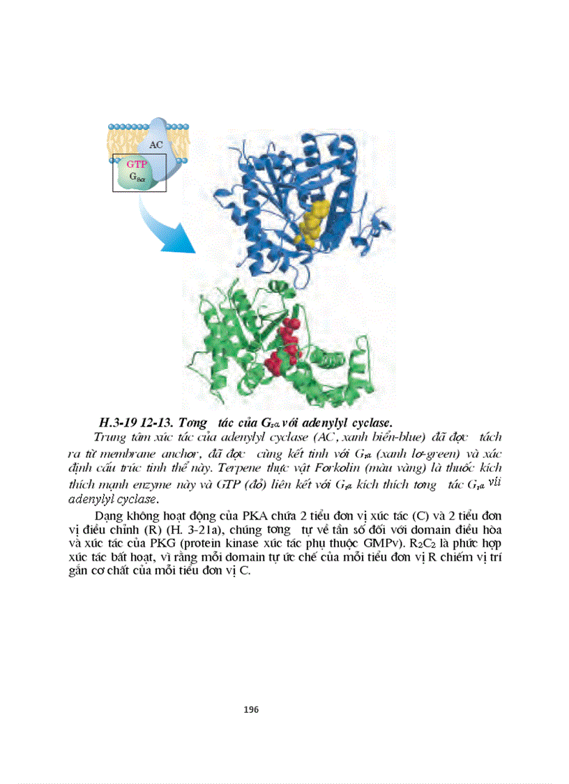 image for page Sinh hoc phan tu mang te bao ch17