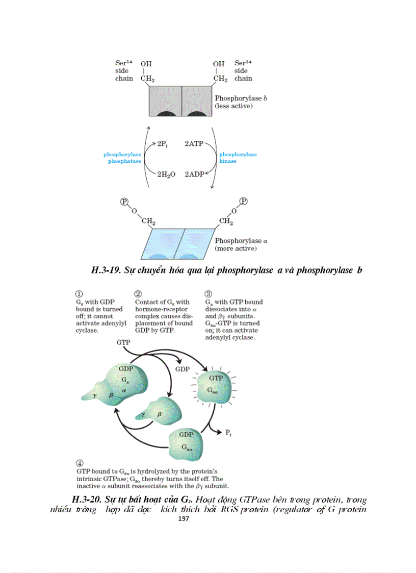 image for page Sinh hoc phan tu mang te bao ch17