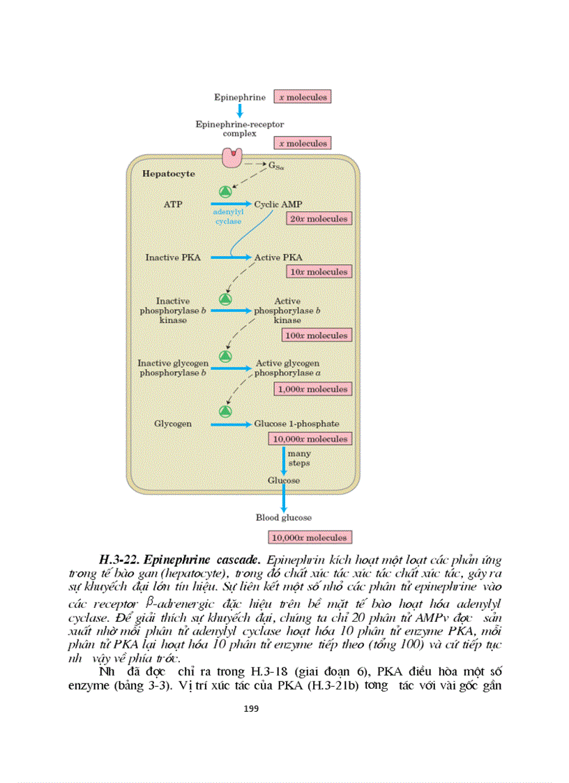 image for page Sinh hoc phan tu mang te bao ch17