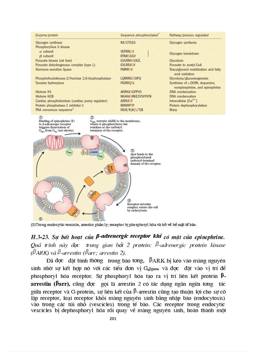 image for page Sinh hoc phan tu mang te bao ch17