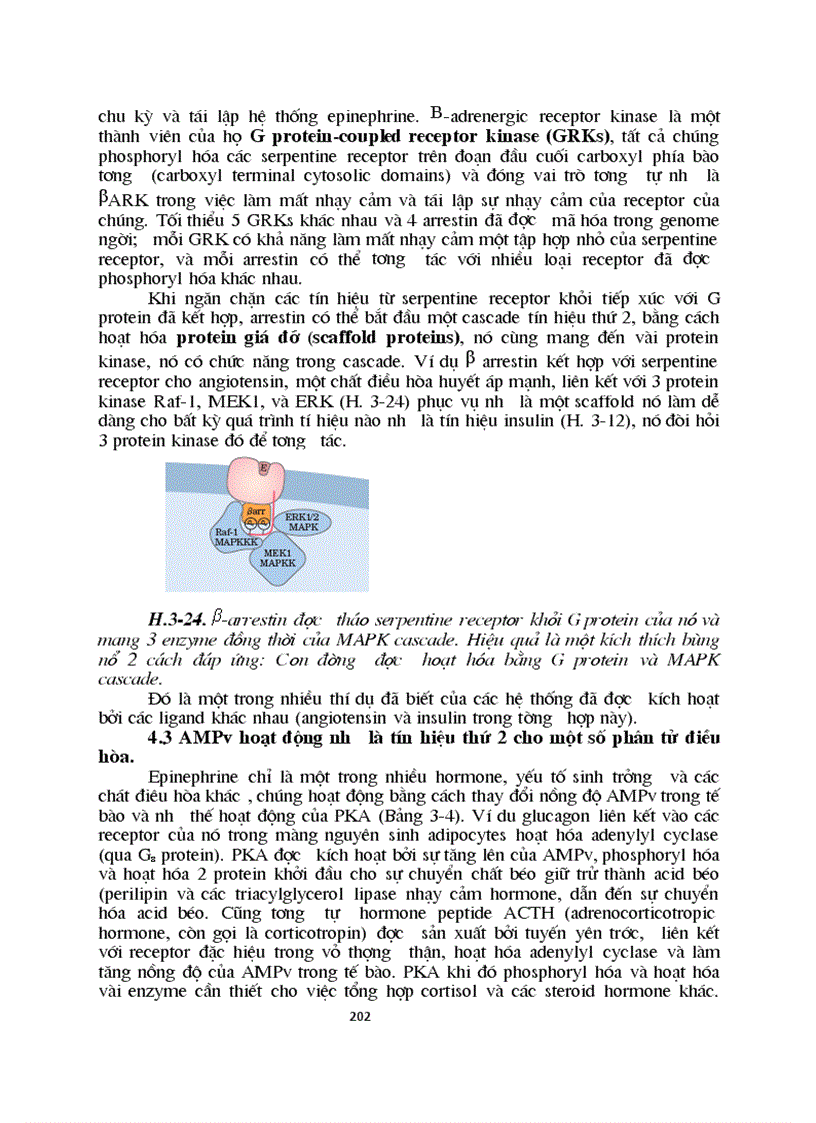 image for page Sinh hoc phan tu mang te bao ch17