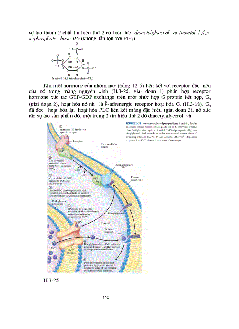 image for page Sinh hoc phan tu mang te bao ch17