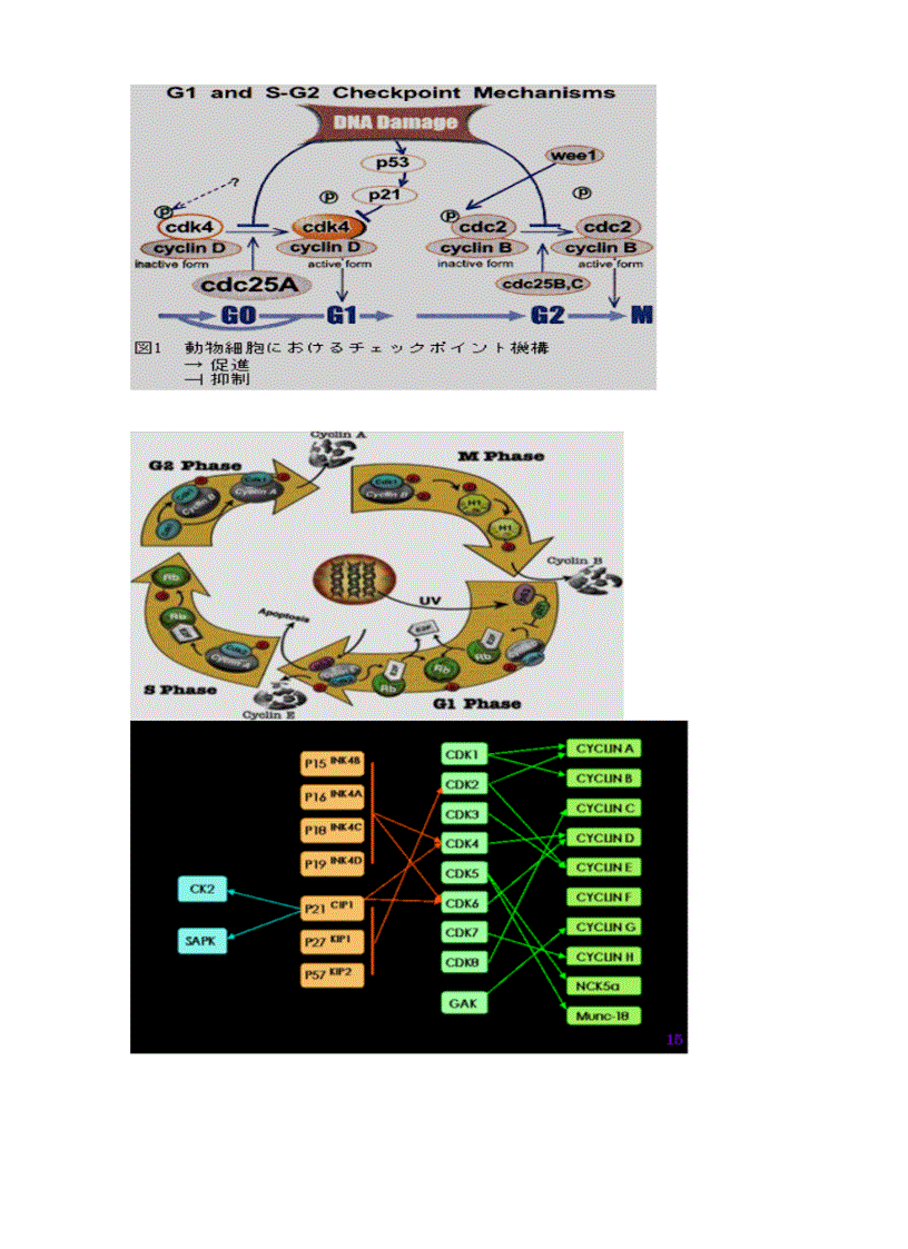 image for page Tiểu luận sinh học phân tử
