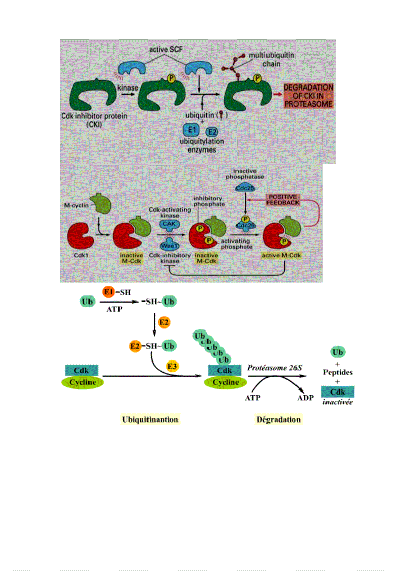 image for page Tiểu luận sinh học phân tử