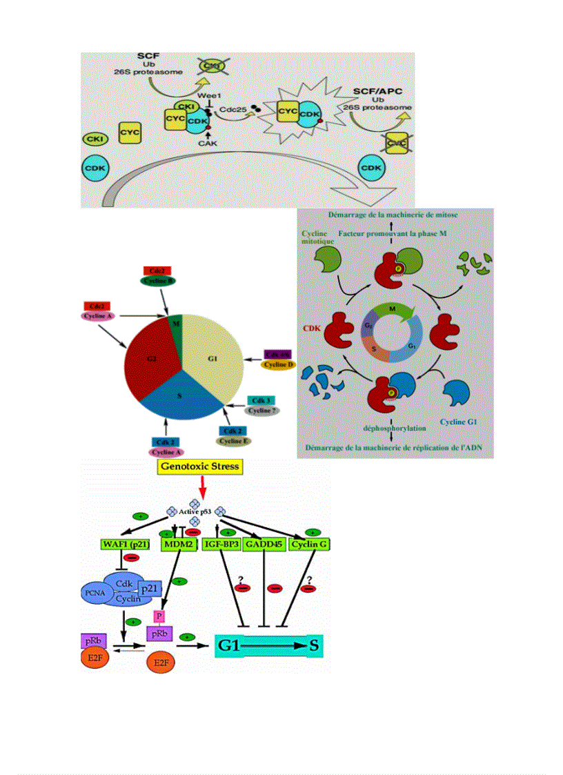 image for page Tiểu luận sinh học phân tử