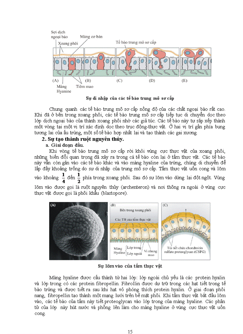 image for page Tiểu luận Sinh học phát triển