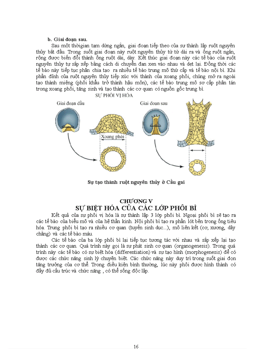 image for page Tiểu luận Sinh học phát triển