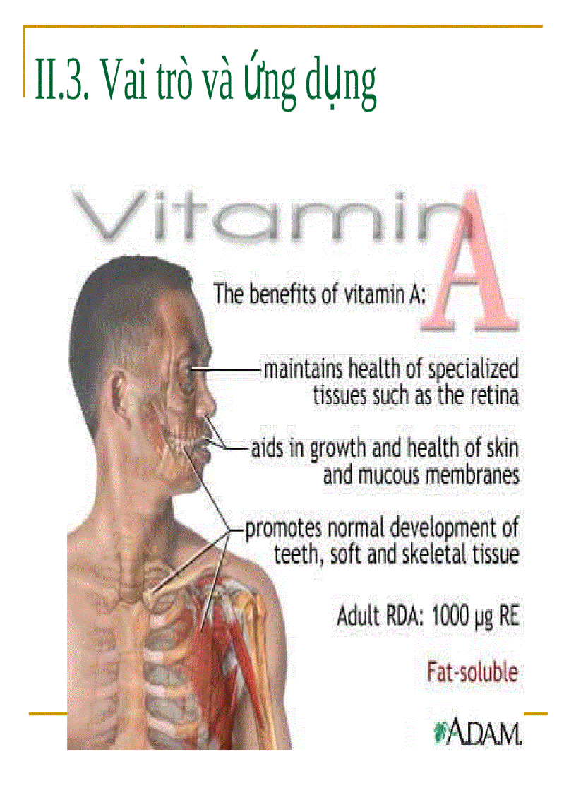 image for page Vitamin A