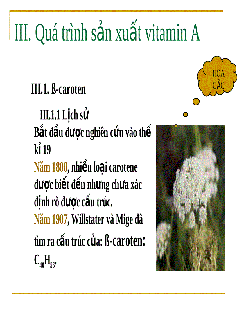 image for page Vitamin A