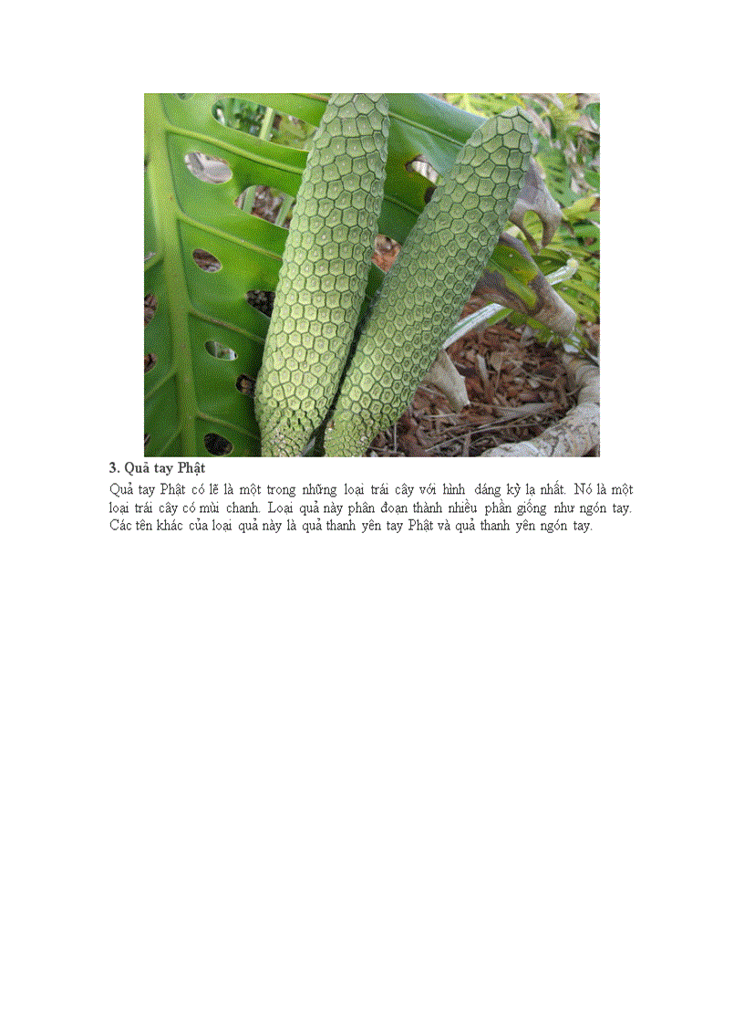 image for page 20 loại quả kì quặc nhất thếgiới