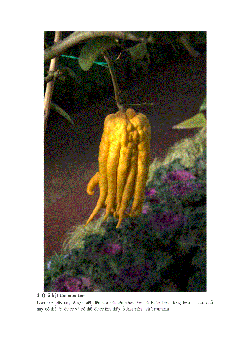 image for page 20 loại quả kì quặc nhất thếgiới