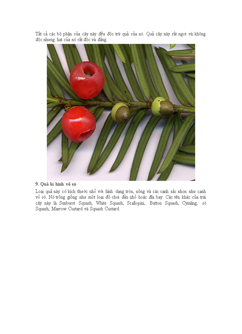 image for page 20 loại quả kì quặc nhất thếgiới