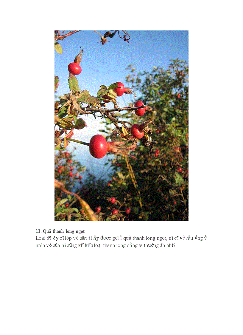 image for page 20 loại quả kì quặc nhất thếgiới