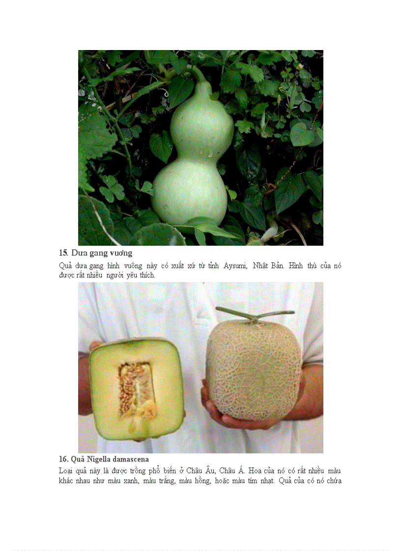 image for page 20 loại quả kì quặc nhất thếgiới