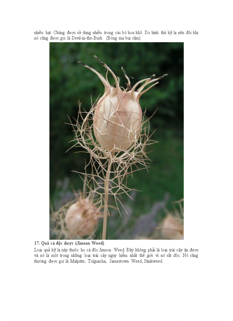 image for page 20 loại quả kì quặc nhất thếgiới