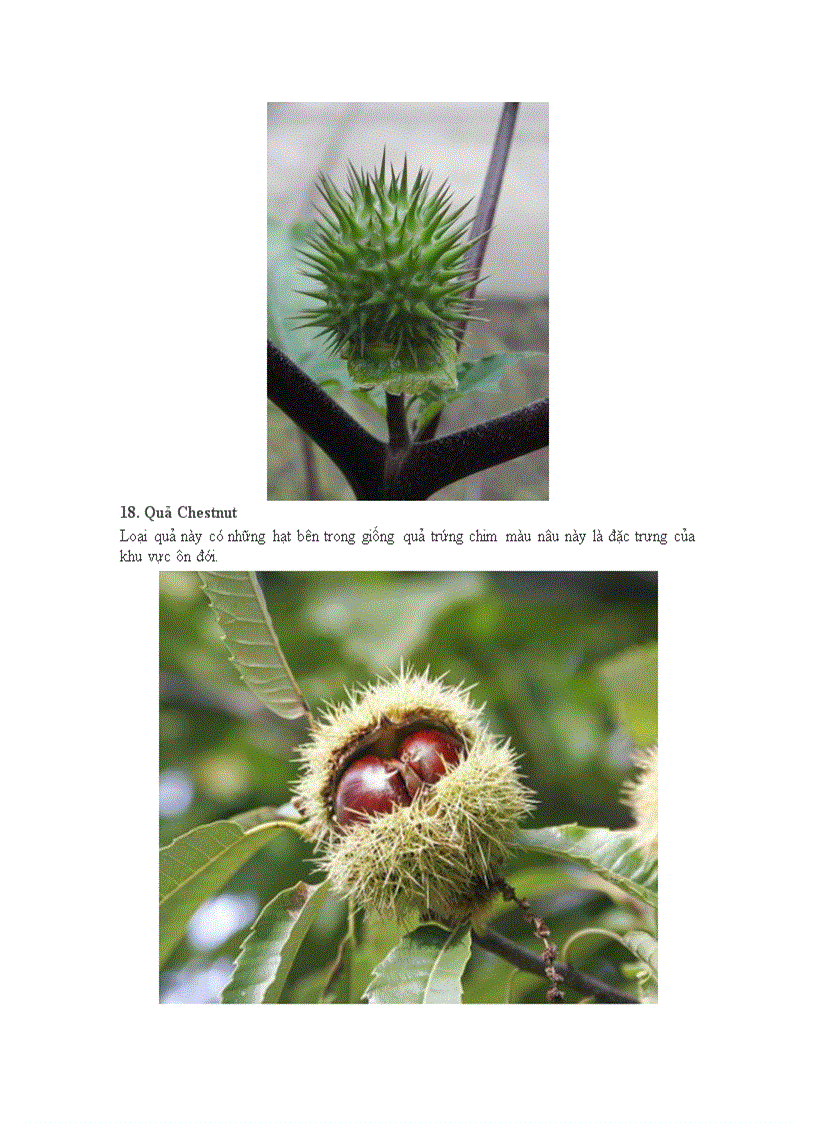 image for page 20 loại quả kì quặc nhất thếgiới