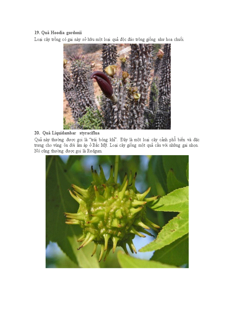 image for page 20 loại quả kì quặc nhất thếgiới