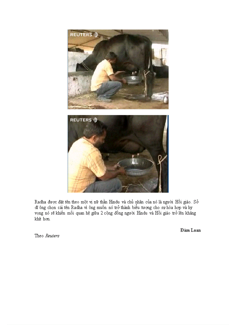 image for page An do sung sot truoc con bo biet tu vat sua