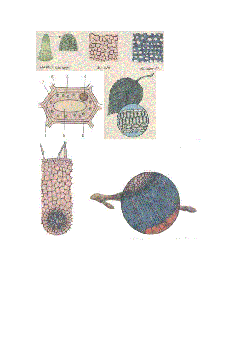 image for page Ảnh trong sinh học 6