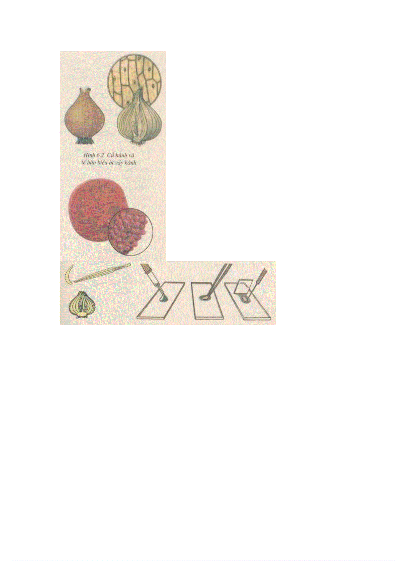 image for page Ảnh trong sinh học 6