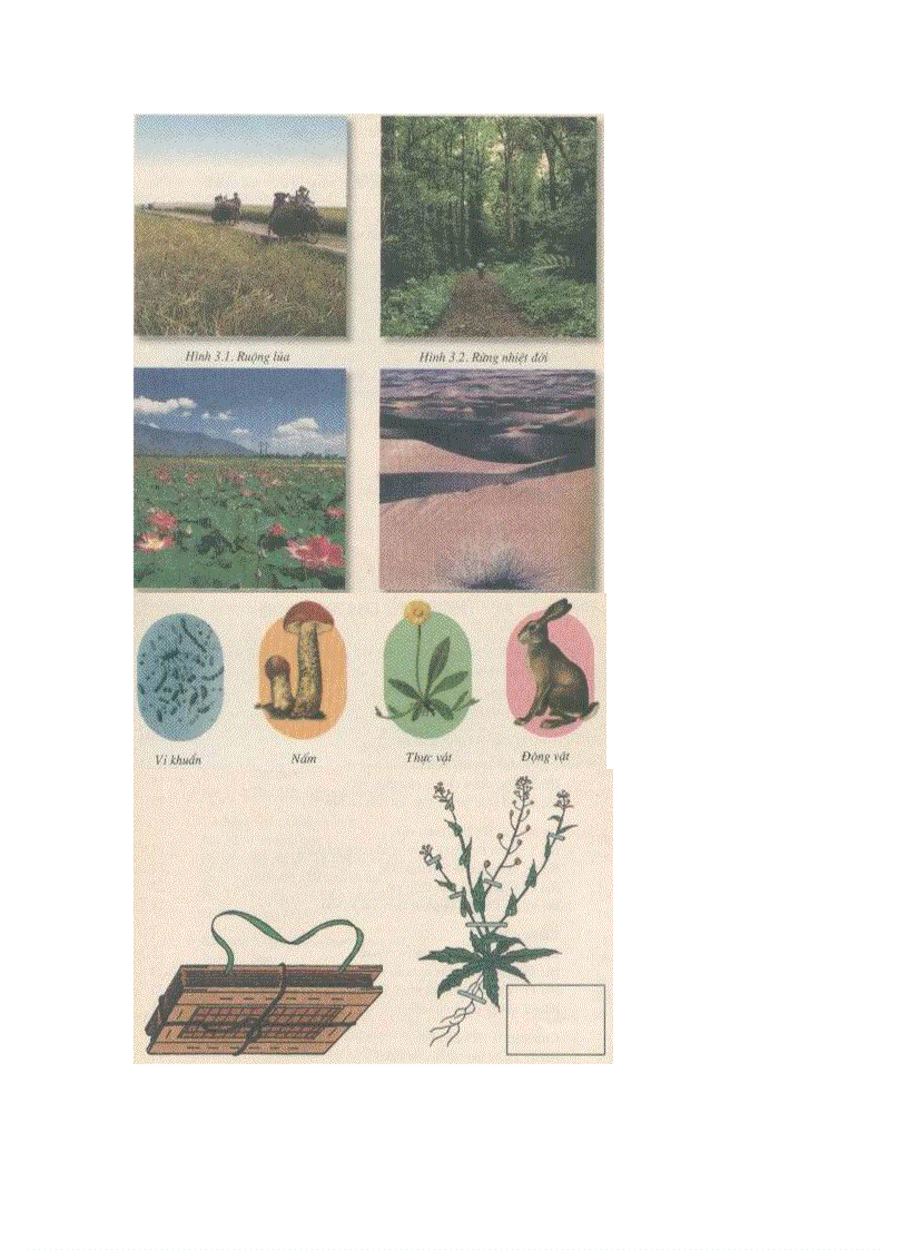 image for page Ảnh trong sinh học 6